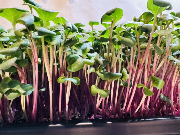 radish-microgreens-montreal-casa-verde-microfarm-vaudreuil-quebec-1-scaled-1.jpg